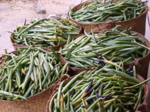 recoleccion vainas