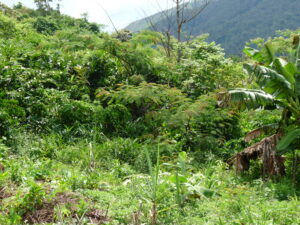 selva vainilla