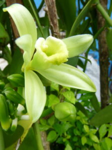 vainilla flor