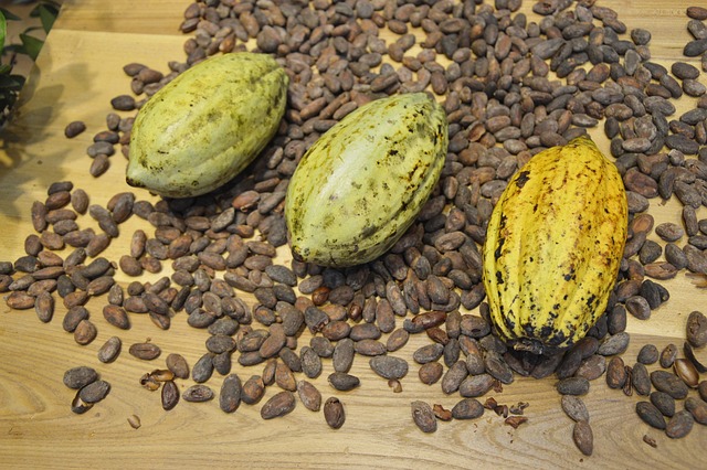 habas de cacao