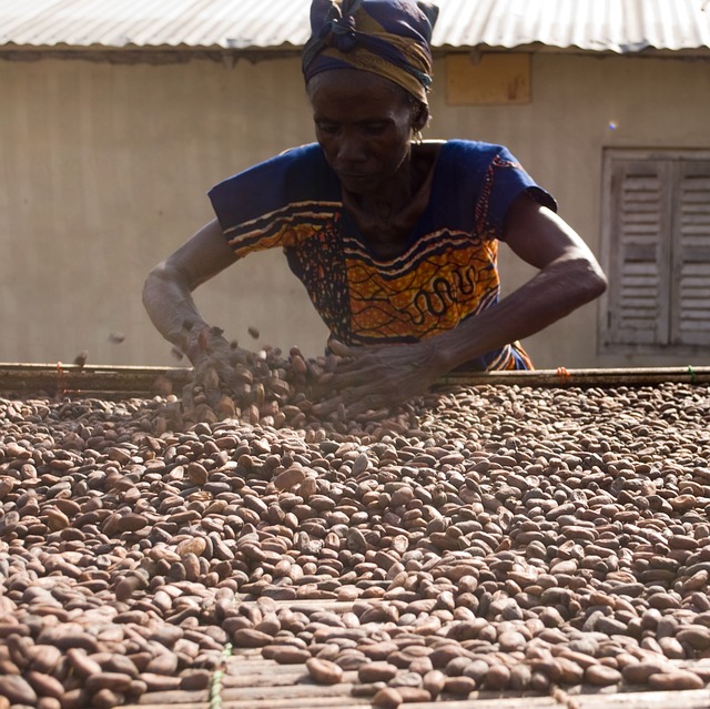 secado cacao