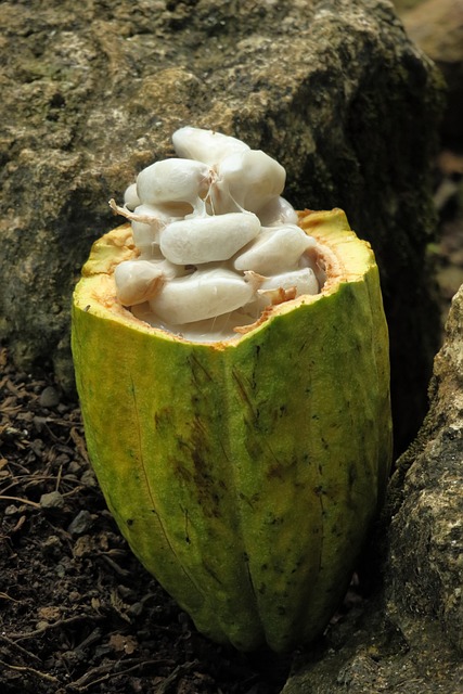 mucilago cacao