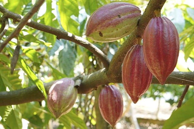 arbol de cacao